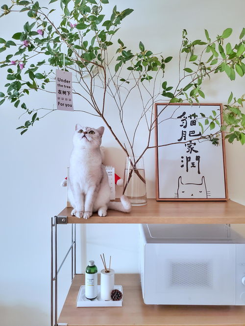 寵物用品如何收納？規劃整理師教你巧用寵物衣架